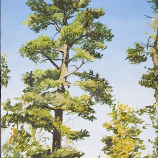 Giant White Pine